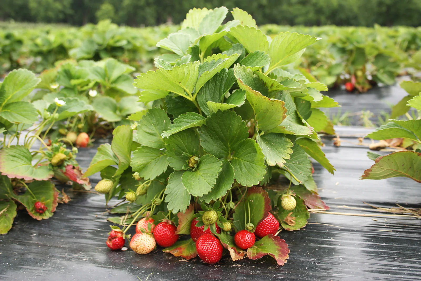 Strawberries growing outdoors