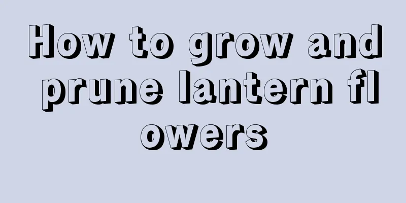How to grow and prune lantern flowers