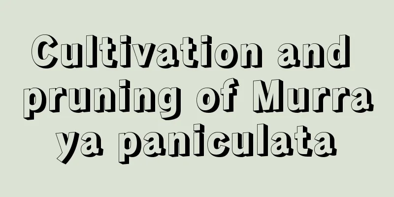 Cultivation and pruning of Murraya paniculata
