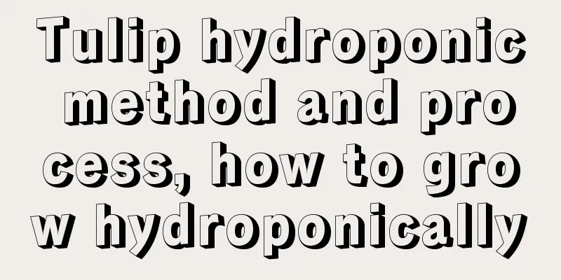 Tulip hydroponic method and process, how to grow hydroponically