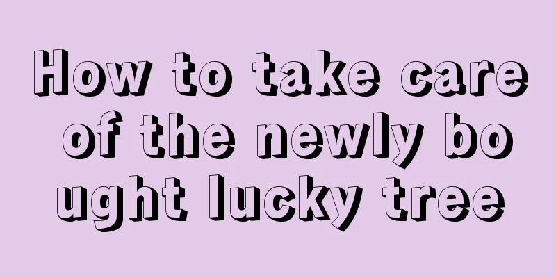 How to take care of the newly bought lucky tree