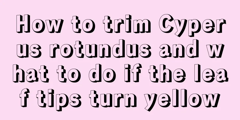 How to trim Cyperus rotundus and what to do if the leaf tips turn yellow