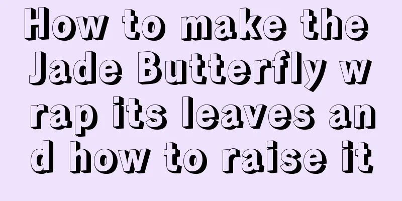 How to make the Jade Butterfly wrap its leaves and how to raise it