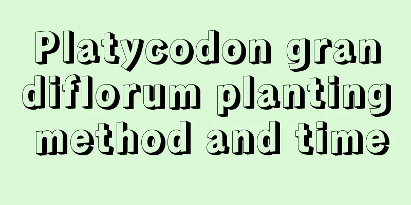 Platycodon grandiflorum planting method and time