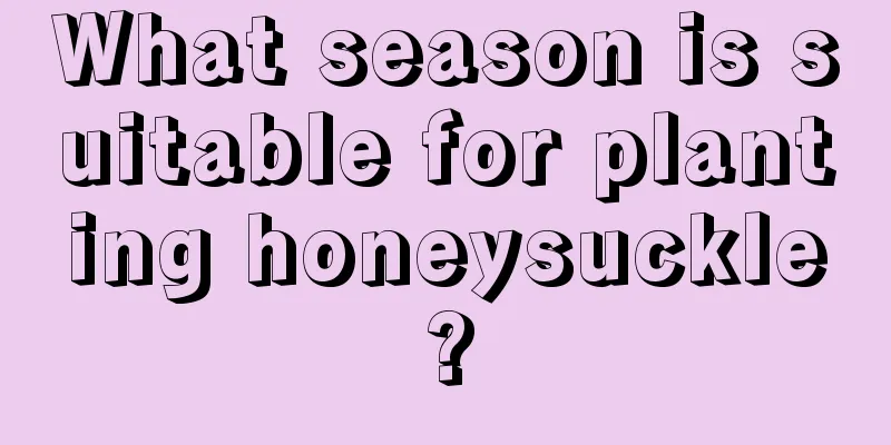 What season is suitable for planting honeysuckle?