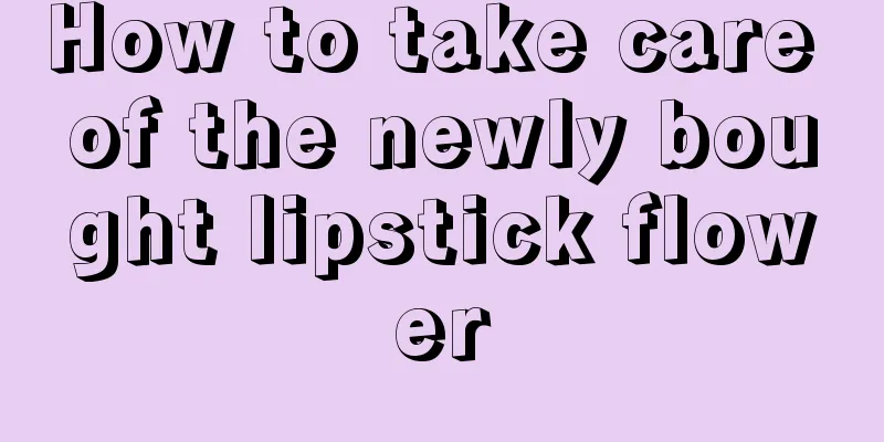 How to take care of the newly bought lipstick flower