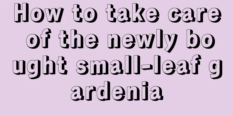 How to take care of the newly bought small-leaf gardenia