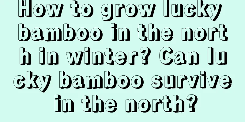 How to grow lucky bamboo in the north in winter? Can lucky bamboo survive in the north?