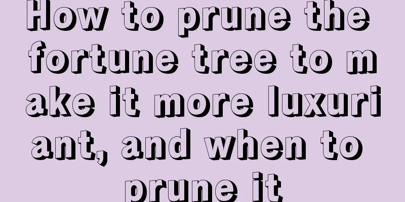 How to prune the fortune tree to make it more luxuriant, and when to prune it