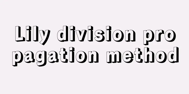 Lily division propagation method