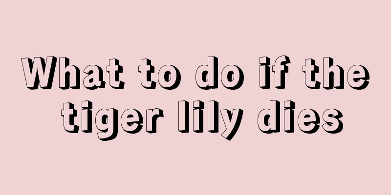 What to do if the tiger lily dies
