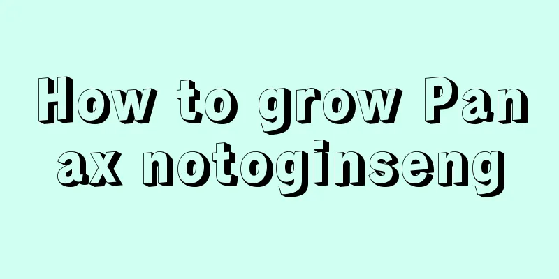 How to grow Panax notoginseng