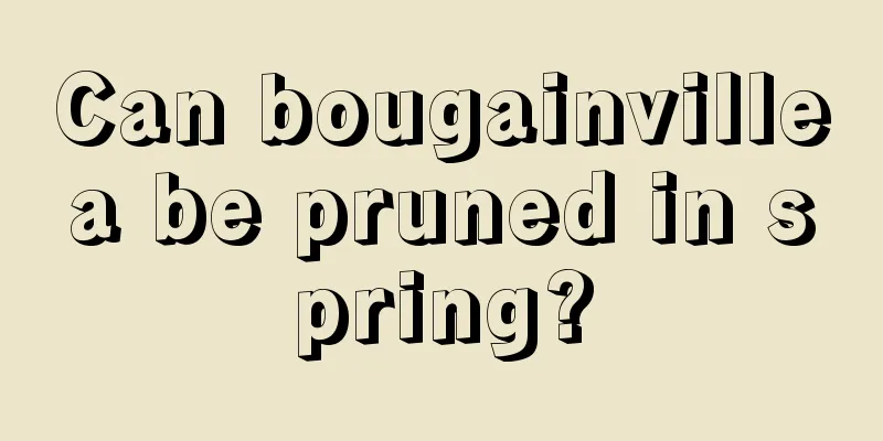 Can bougainvillea be pruned in spring?