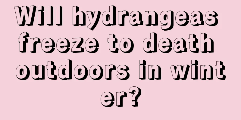 Will hydrangeas freeze to death outdoors in winter?