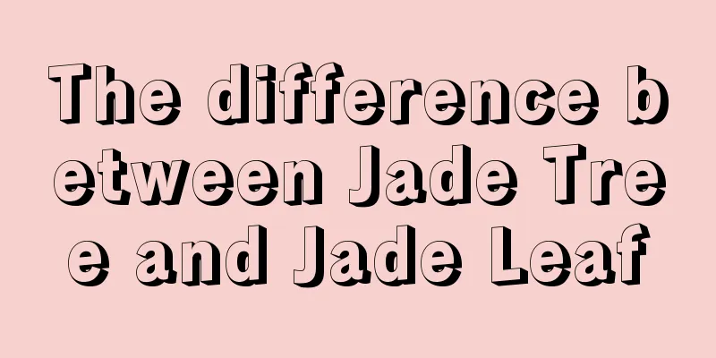 The difference between Jade Tree and Jade Leaf
