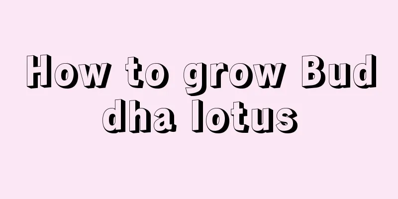 How to grow Buddha lotus