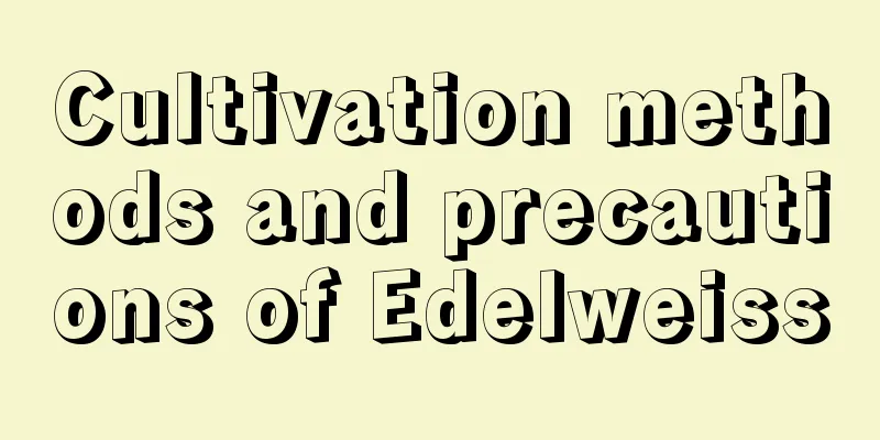 Cultivation methods and precautions of Edelweiss