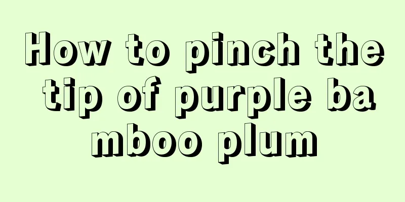 How to pinch the tip of purple bamboo plum
