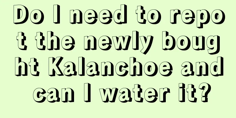 Do I need to repot the newly bought Kalanchoe and can I water it?