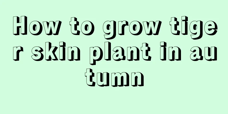 How to grow tiger skin plant in autumn