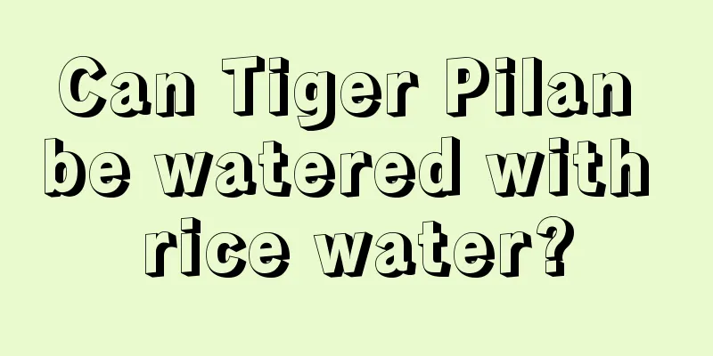 Can Tiger Pilan be watered with rice water?