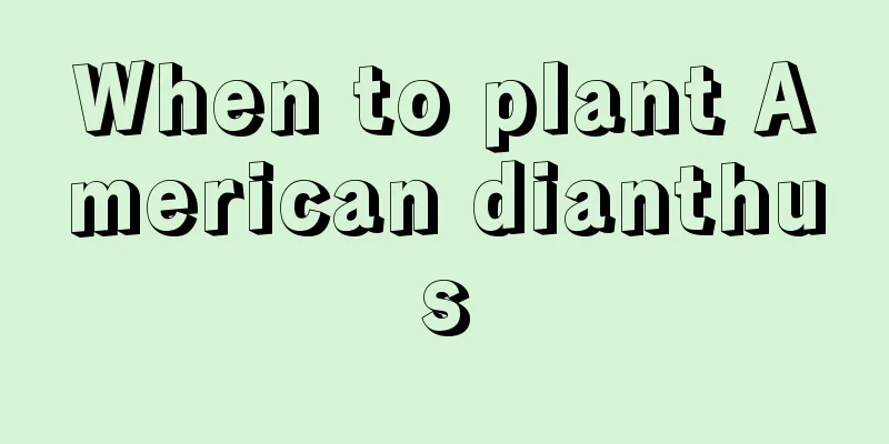 When to plant American dianthus