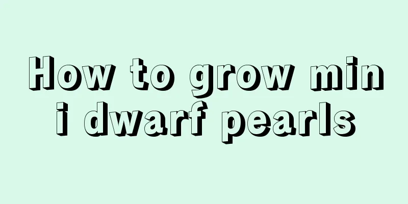 How to grow mini dwarf pearls