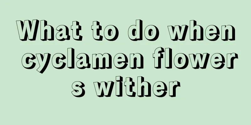 What to do when cyclamen flowers wither