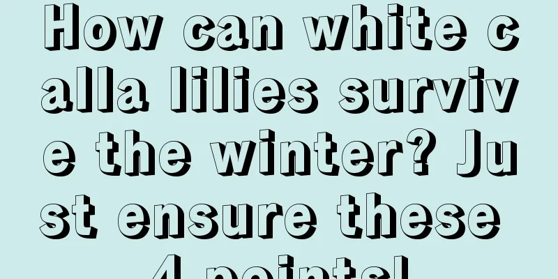 How can white calla lilies survive the winter? Just ensure these 4 points!