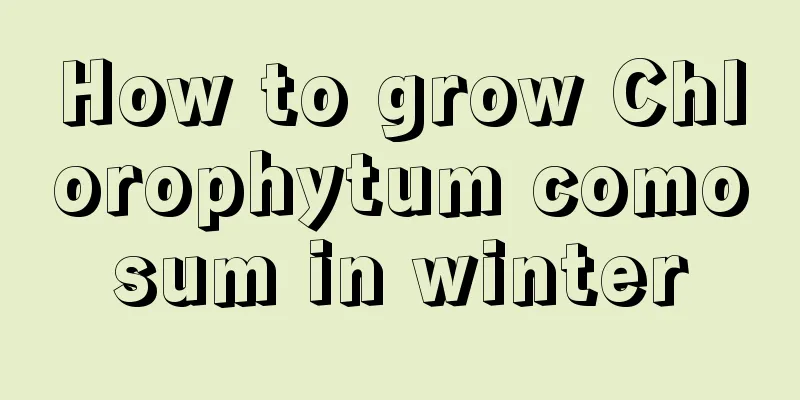 How to grow Chlorophytum comosum in winter