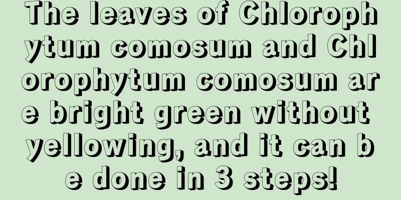 The leaves of Chlorophytum comosum and Chlorophytum comosum are bright green without yellowing, and it can be done in 3 steps!
