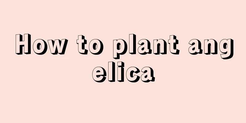 How to plant angelica