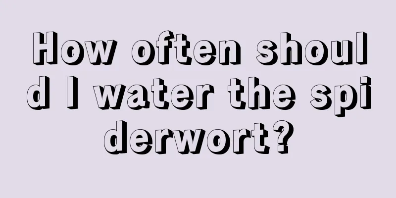 How often should I water the spiderwort?