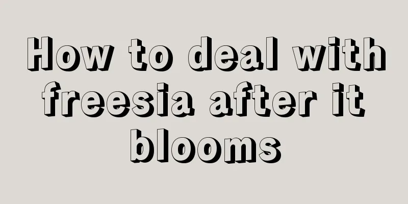 How to deal with freesia after it blooms