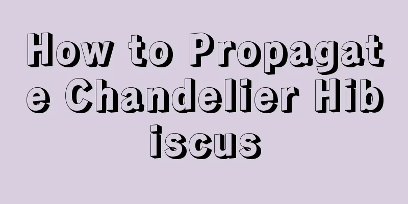 How to Propagate Chandelier Hibiscus