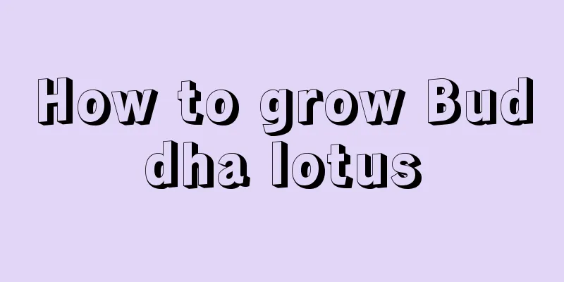 How to grow Buddha lotus