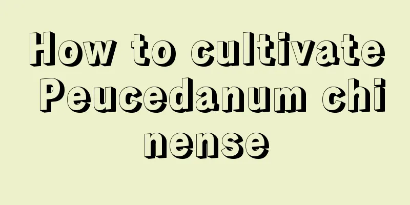 How to cultivate Peucedanum chinense
