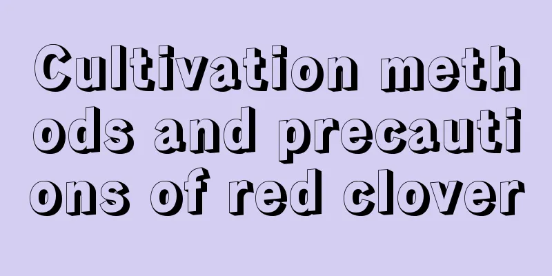Cultivation methods and precautions of red clover