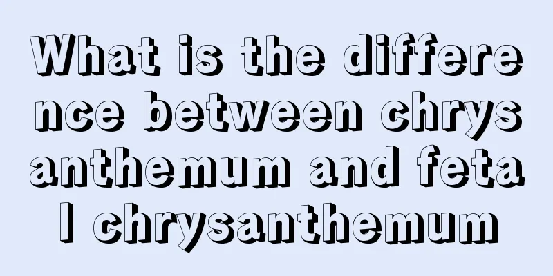 What is the difference between chrysanthemum and fetal chrysanthemum