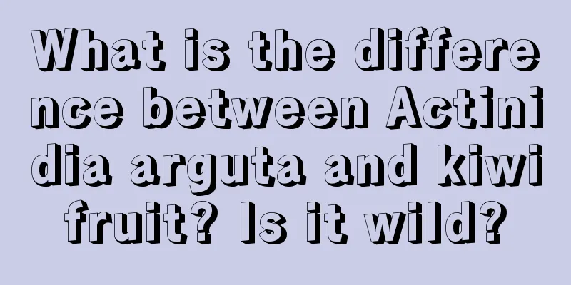 What is the difference between Actinidia arguta and kiwifruit? Is it wild?