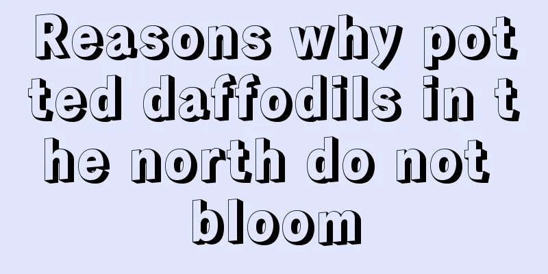 Reasons why potted daffodils in the north do not bloom