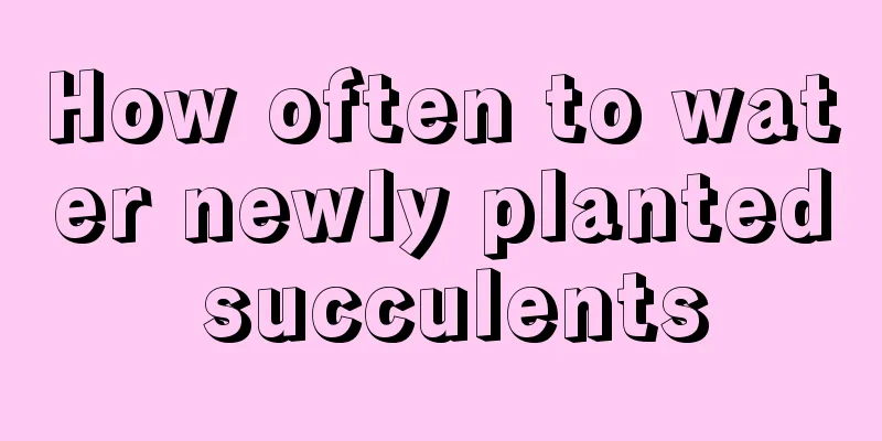 How often to water newly planted succulents