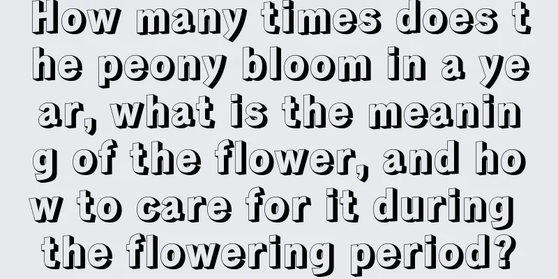 How many times does the peony bloom in a year, what is the meaning of the flower, and how to care for it during the flowering period?