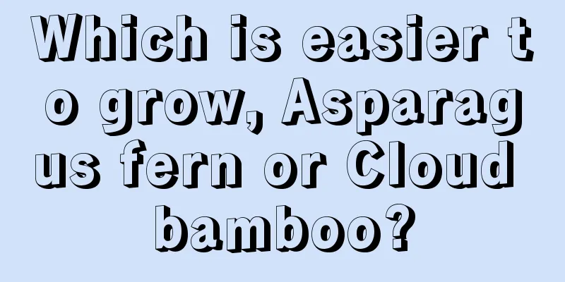 Which is easier to grow, Asparagus fern or Cloud bamboo?