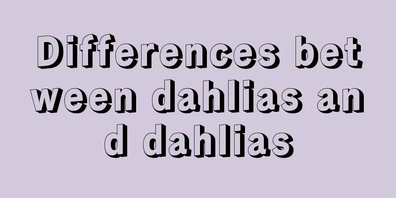 Differences between dahlias and dahlias