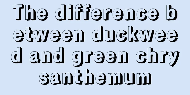The difference between duckweed and green chrysanthemum