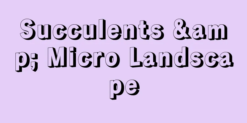 Succulents & Micro Landscape