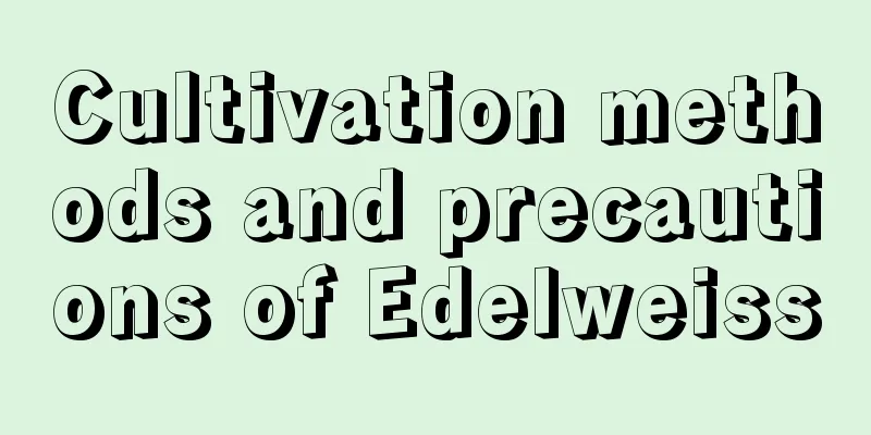 Cultivation methods and precautions of Edelweiss