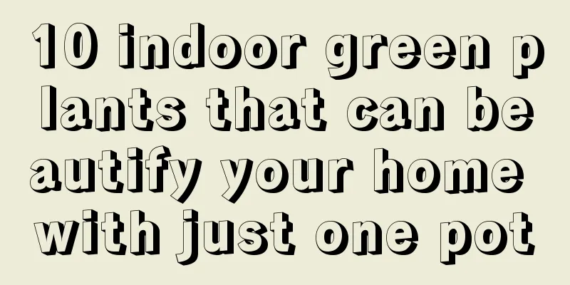 10 indoor green plants that can beautify your home with just one pot