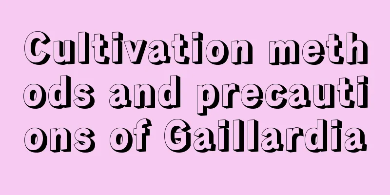 Cultivation methods and precautions of Gaillardia